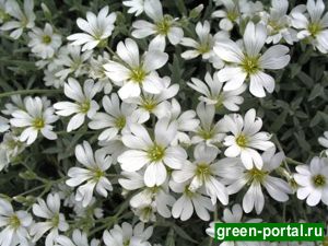 Ясколка войлочная (Cerastium tomentosum)