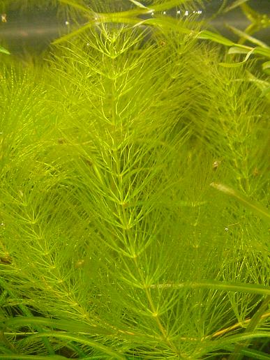 Роголистник темно-зеленый (Ceratophyllum demersum)