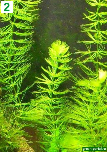 2. Роголистник темно-зеленый (Ceratophyllum demersum)