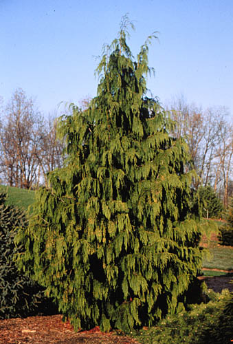 Кипарисовик нутканский «Вариегата» (Chamaecyparis nootkatensis «Variegata»)