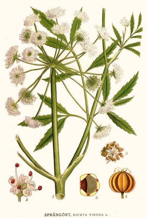 Вех (Cicuta). Иллюстрация