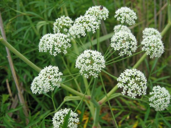 Вех (Cicuta)