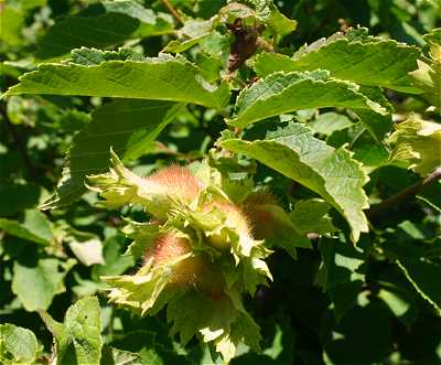 Лещина американская (Corylus americana)