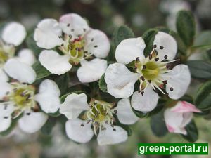 Кизильник мелколистный (Cotoneaster microphyllus)