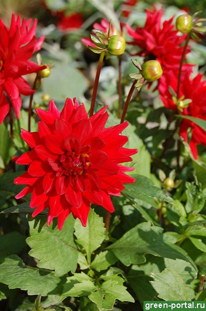 Георгина ‘Red Pygmy’ Георгина ‘Red Pygmy’