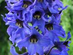 Живокость, дельфиниум, шпорник (Delphinium)