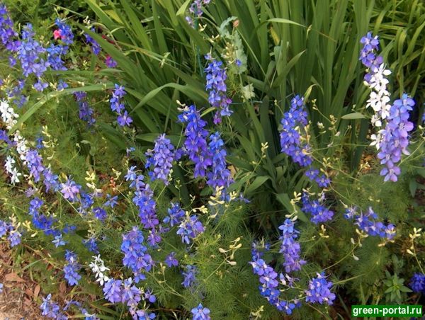 Живокость полевая (Delphinium consolida). Фото