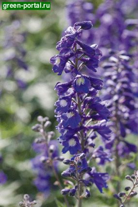Живокость сетчатоплодная, или высокая (Delphinium dictyocarpum)
