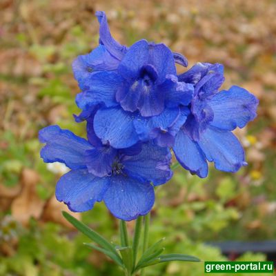 Живокость крупноцветковая (Delphinium grandiflorum)