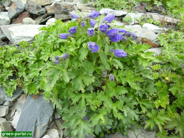 Живокость пунцовая (Delphinium puniceum)