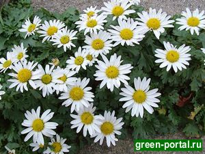 Хризантема арктическая (Dendranthema arcticum)