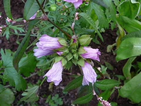 Дейция амурская (Deutzia amurensis)