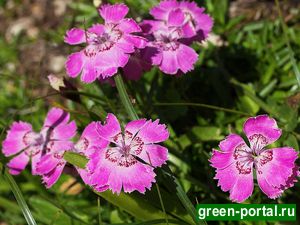 Гвоздика альпийская (Dianthus alpinus)