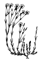 Гвоздика травянка (Dianthus deltoides)