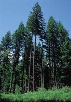 Ель Дугласа, или псевдотсуга (Douglas Fir)