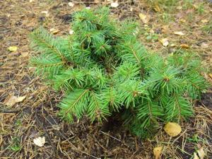 Псевдотсуга Флетчера (Pseudotsuga menziesii Fletcheri)