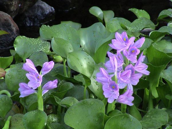 Эйхорния толсточерешковая (Eichhornia crassipes Solms)