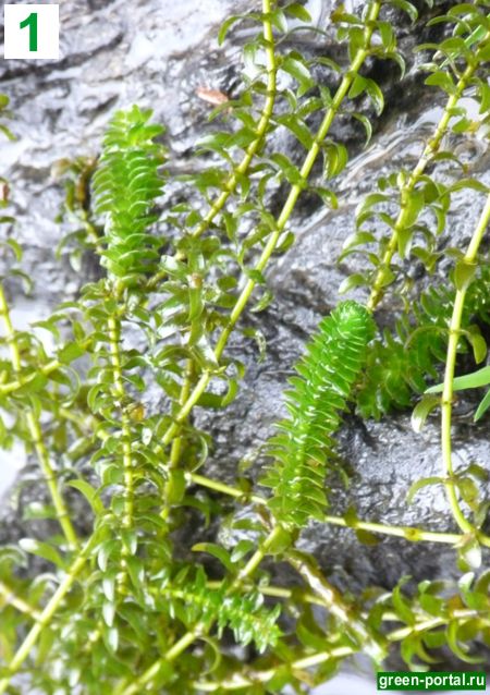 1. Элодея канадская (Elodea canadensis)