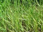 Пырей ползучий (Elytrigia repens)
