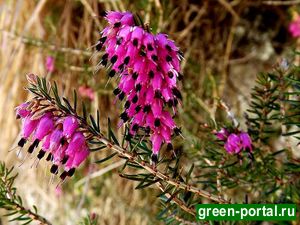 Эрика травяная, или румяная (Erica carnea)