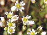 Веснянка (Erophila)