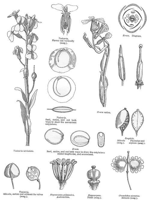 Веснянка (Erophila). Иллюстрация