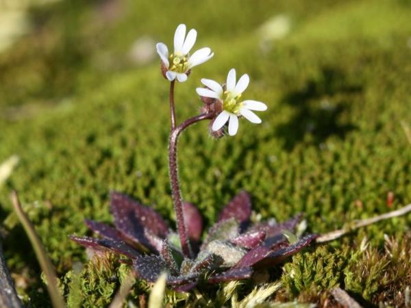 Веснянка (Erophila)