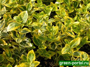 Бересклет Форчуна 'Эмеральд'н Голд' (Euonymus fortunei 'Emerald'n Gold')