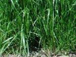 Овсяница (Festuca)