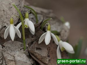 Подснежник белоснежный (Galanthus nivalis)