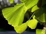 Гинкго (Ginkgo)