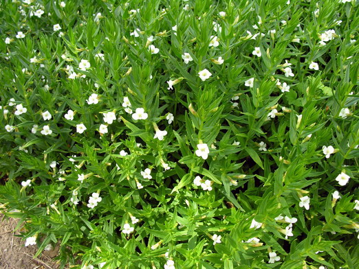 Авран лекарственный (Gratiola officinalis)
