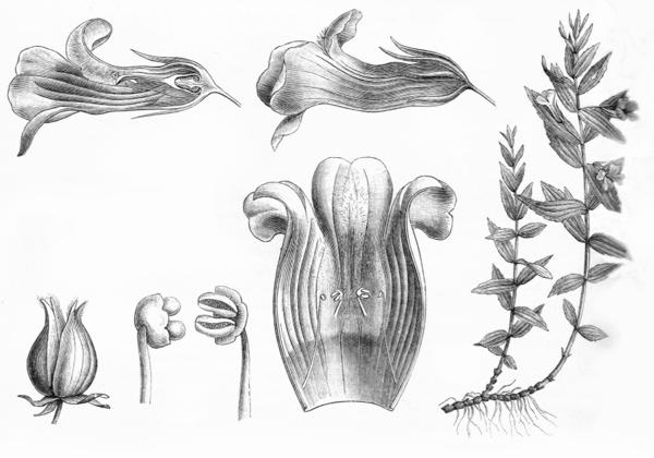 Авран лекарственный (Gratiola officinalis). Иллюстрация