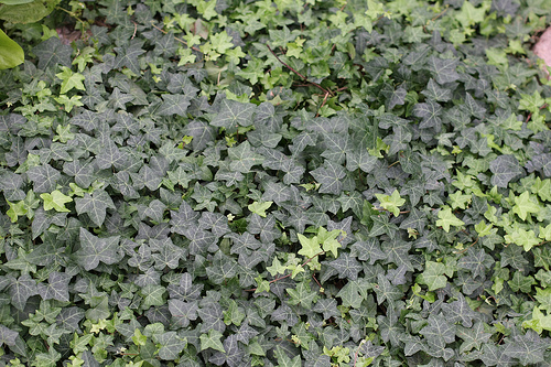 Плющ обыкновенный (Hedera helix). Фото