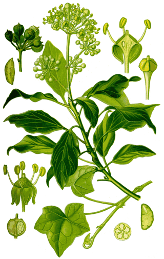 Плющ обыкновенный (Hedera helix). Иллюстрация