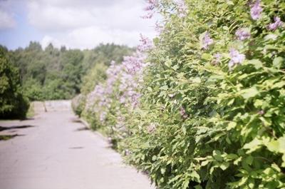 Живая изгородь из сирени