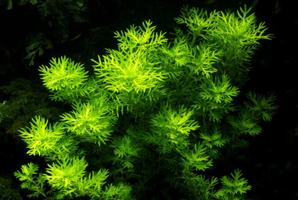 Турча болотная (Hottonia palustris)