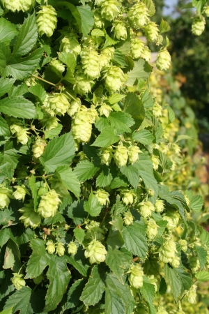 Хмель обыкновенный (Humulus lupulus)
