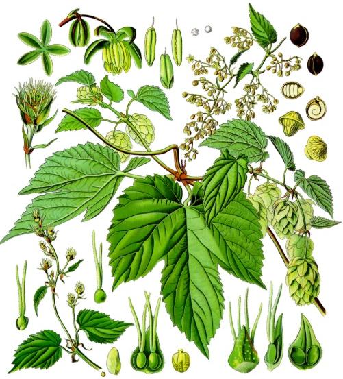 Хмель обыкновенный (Humulus lupulus). Иллюстрация