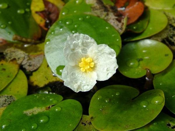 Водокрас (Hydrocharis)