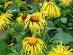 Девясил (Inula)