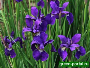 Ирис сибирский (Iris sibirica)