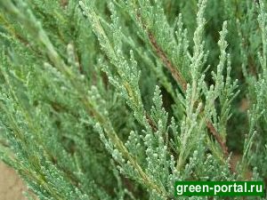 Можжевельник виргинский ‘Скайрокет’ (Juniperus virginiana ‘Skyrocket’)