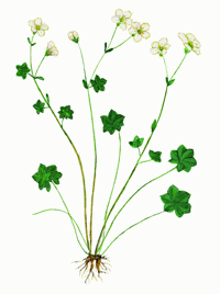 Камнеломка сибирская (Saxifraga sibirica)