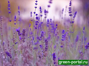 Лаванда узколистная (Lavandula angustifolia)
