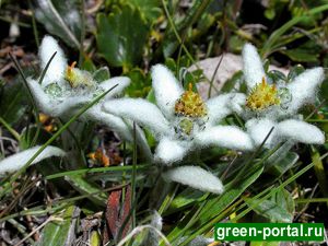 Эдельвейс альпийский (Leontopodium alpinum)