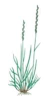 Райграс (Lolium)