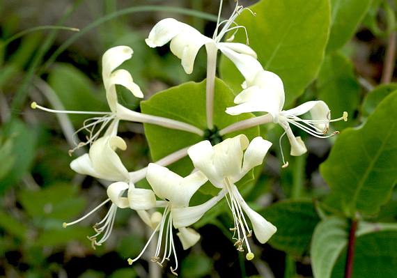 Жимолость каприфоль (Lonicera caprifolium)