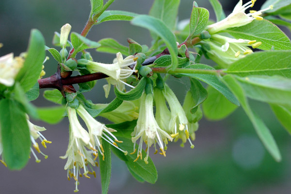 Жимолость синяя (Lonicera coerulea)