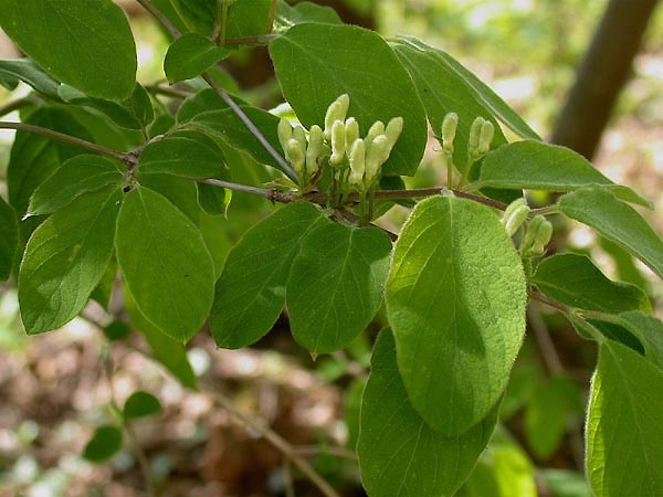 Жимолость обыкновенная (Lonicera xylosteum)